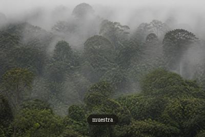 La selva que rodea el casco urbano.